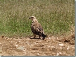 TAWNY EAGLE: The solitary tawny eagle is one of the most widespread resident birds of prey in East Africa.