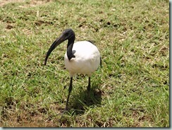 SACRED IBIS: Small groups of sacred ibises can be seen feeding in wetlands, cultivation and even gardens.