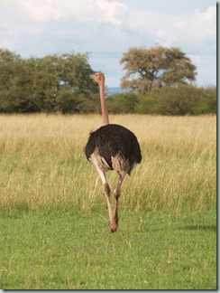 OSTRICH: Ostriches don't bury their hand in the sand, although they sometimes sit on their nests with neck outstretched on the ground to protect their eggs or chicks.