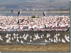 FLAMINGO: Masses of pink birds shimmering through the heat haze - audible but inaccessible across fields of treacherous mud - make a tantalising sight.