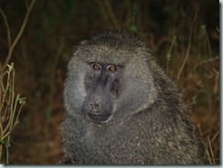 OLIVE BABOON: Intelligent and opportunistic, baboons appear to be expanding their range in the face of human settlement.