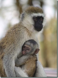 VERVET MONKEY: A troop is mainly comprised of females and young that defend an ancestral home range, assisted by males that compete among themselves for mating rights and dominance.
