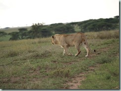 LION: This is the big cat of the plains, larger and more powerful than any other predator: lions' jaws bite easily through muscle and bones.