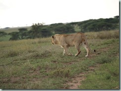 LION: This is the big cat of the plains, larger and more powerful than any other predator: lions' jaws bite easily through muscle and bones.