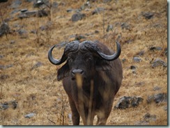 AFRICAN BUFFALO: Perhaps no other large animal has the African buffalo's reputation: a big bull stands 1.70m at the shoulder - one is even reputed to have tossed a 4x4.