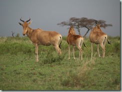 HARTEBEEST: The fossil record shows that hartebeests have evolved only over the last million years or so.