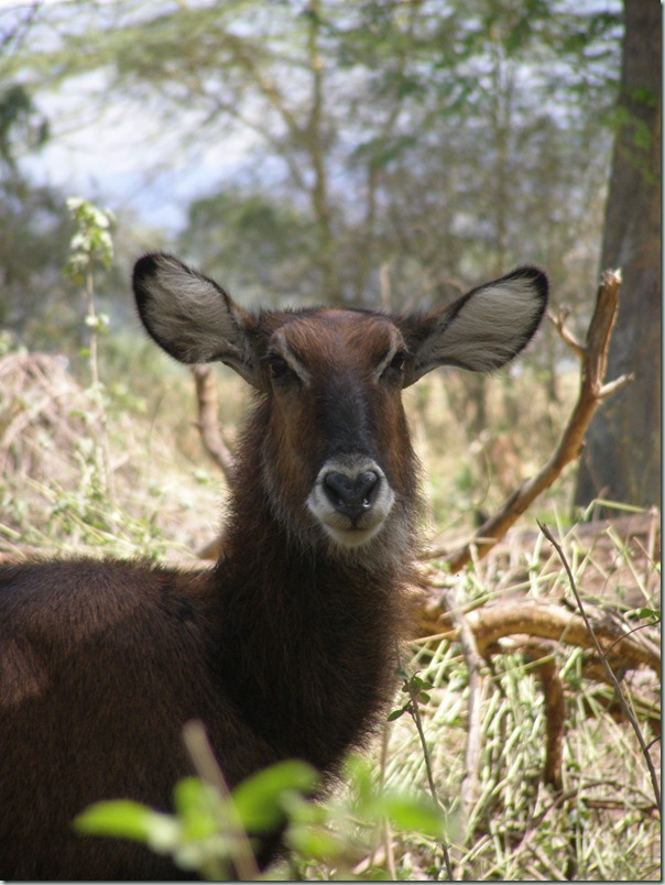 WATERBUCK: If there is any antelope you are virtually guaranteed to see on safari it is the waterbuck. This large animal somehow maintains a stately bearing even when grazing up to its belly in water.