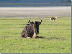 WILDEBEEST: No other antelopes spark as much excitement as wildebeests on their famous year-long cycle of grazing, rutting and calving known as "the migration".