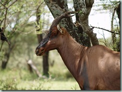 TOPI: Topis sometimes stand atop termite mounds to scan for danger or to advertise territorial status.