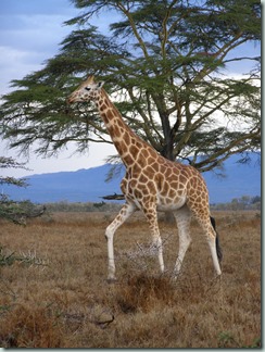 GIRAFFE: That neck is the longest in the animal kingdom but still has only seven bones - the same as you and every other mammal.