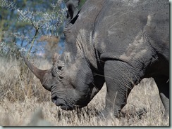 WHITE RHINOCEROS: White rhinos are no more white than black rhinos are black: the name is a corruption of weit, a Dutch word meaning wide - referring to the shape of its mouth.