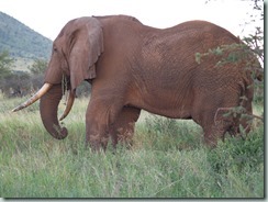 AFRICAN ELEPHANT: Besides being the largest animal and truly charismatic, African elephants show some amazing signs of intelligence and what looks like compassion.