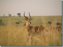 Impressions of Uganda by Suzanne Verdwaald and Birgit Breitschuh