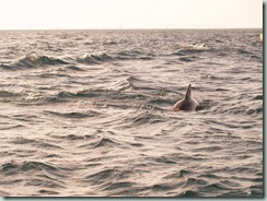 Swimming with the Dolphins