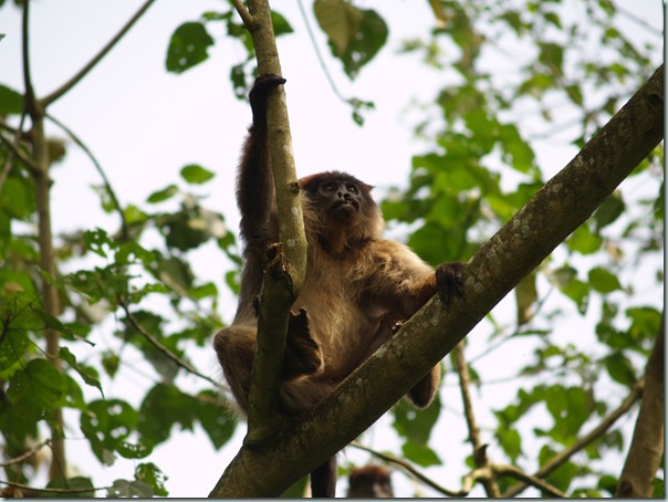 Uganda Fort Portal & Kibale