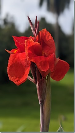 Canna flower