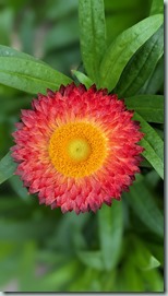 Gardens by the Bay - Flower Dome