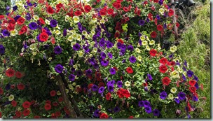 Gardens by the Bay - Flower Dome