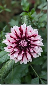 Gardens by the Bay - Flower Dome