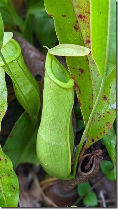 Nepenthes mirabilis (Pithcher plant)