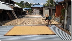 Drying rice in a longhouse
