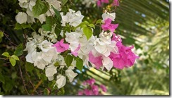 Bougainvillea