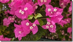 Bougainvillea