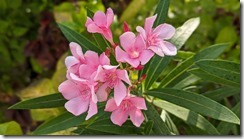 Oleander