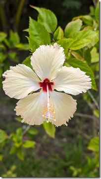 Hibiscus