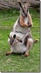Kangaroo