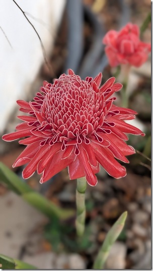 Torch Ginger