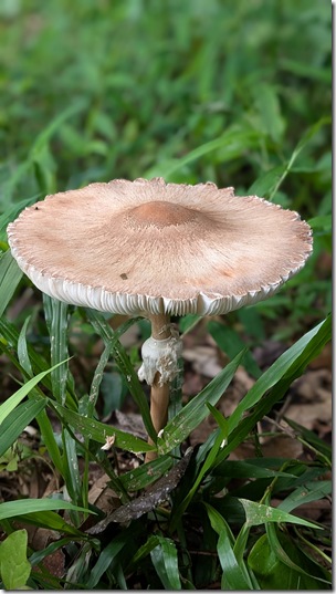 Wild Mushroom
